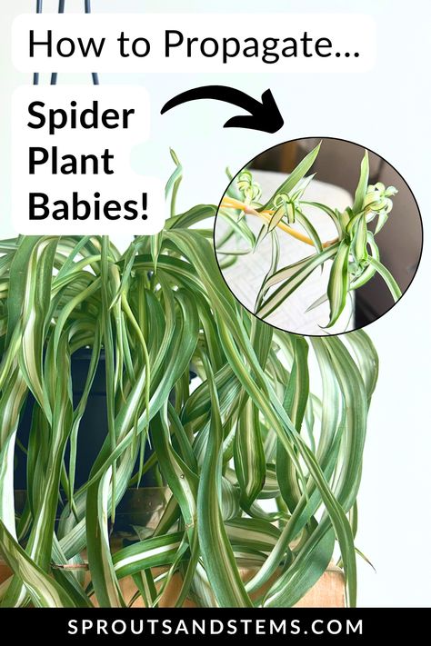 Learn the tips and tricks of spider plant propagation to grow thriving new plants! This expert guide will show you exactly how to remove the spider plant babies for successful propagation. How To Propagate Spider Plants, Spider Plant Brown Tips, Propagating Spider Plants, Spider Plant Propagation, Houseplant Propagation, Planting Techniques, Spider Plant Care, Spider Plant Babies, Propagation Tips