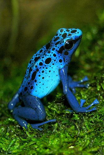 Blue Poison Dart Frog | by ucumari photography Frog Images, Blue Poison Dart Frog, Frosch Illustration, Rainforest Biome, Frog Habitat, Poison Frog, Deadly Animals, Regnul Animal, Dart Frogs