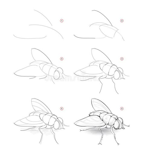 How to draw sketch of fly. Creation step by step pencil drawing of imaginary insect. Education for artists. Textbook for. Illustration about game, skill, handdrawn, pencil - 179724332 How To Draw Insects, Draw Bugs, Draw Insects, Drawing Insects, Bugs Drawing, Step By Step Sketches, Fly Drawing, How To Draw Steps, Animal Drawings Sketches