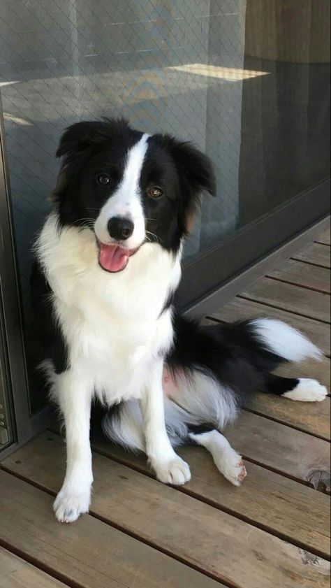 Border Collie Colors, Border Collie Training, Border Collie Puppies, Collie Puppies, Herding Dogs, Border Collie Dog, Sweet Smile, Dream Dog, Blue Merle