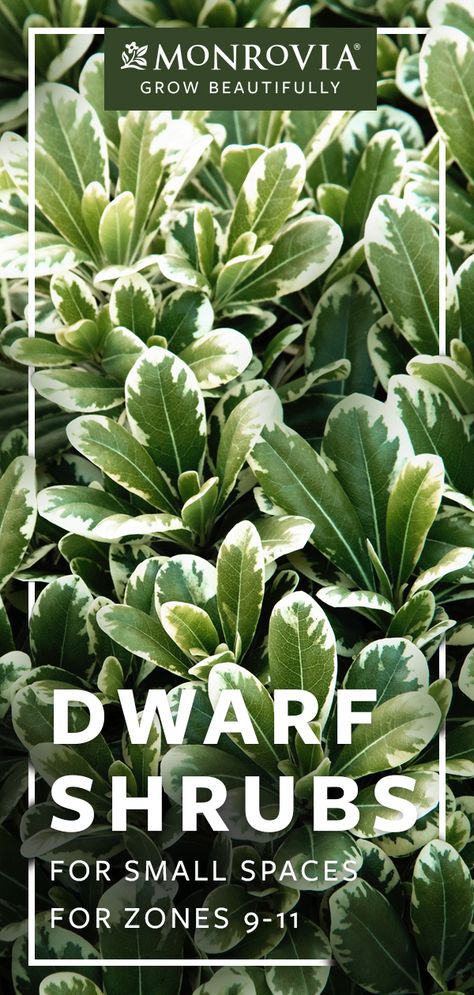 We’ve chosen 6 dwarf shrubs for zones 9-11 that are perfect for those tight spaces Zone 9 Plants, Small Evergreen Shrubs, Shrubs For Landscaping, Low Growing Shrubs, Evergreen Bush, Shade Shrubs, Yard Plants, Small Shrubs, Zone 9