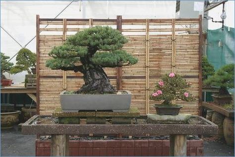 At Brussel's Bonsai Nursery, you can walk through row upon row of manicured miniature trees. Bonsai Nursery, Bonsai Tree Types, Miniature Trees, Bonsai Trees, Bonsai Garden, Olive Branch, Greenhouses, Bonsai Tree, Brussels