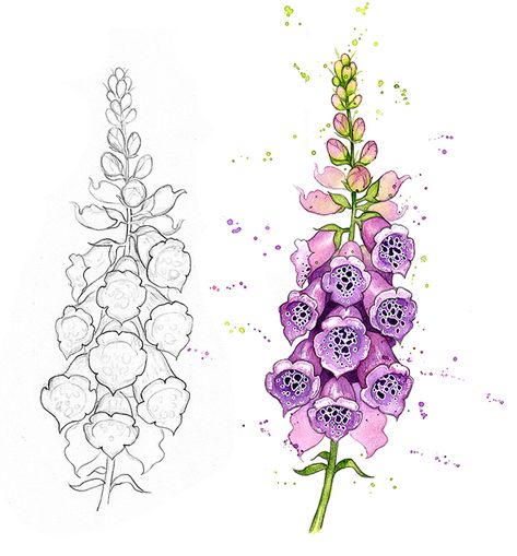 Foxglove Flower, Bee Friendly Flowers, Wildflower Drawing, Botanical Sketchbook, Flower Drawing Tutorials, Watercolor Flowers Tutorial, Flower Art Drawing, Flower Sketches, Watercolor Flower Art