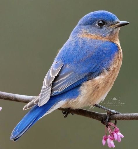 Bluebird Painting, Eastern Bluebird, Bird Photos, Birds And Butterflies, Blue Birds, All Birds, Bird Pictures, Watercolor Ideas, Bird Drawings