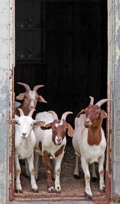 Goat Pictures, Meat Goats, G.o.a.t Wallpaper, Goat Breeds, Goat Picture, Goat Paintings, Goat Barn, Tattoo Animal, Goat Art