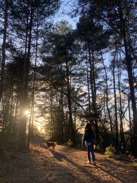 #forest #newforest #woods #nature #evening #walking Forest Walking Aesthetic, Walk In The Forest Aesthetic, Walks In The Woods, Walks In Nature Aesthetic, Nature Walks Aesthetic, Nature Walk Aesthetic, Nature Evening, Walking Aesthetic, Outdoors Aesthetic