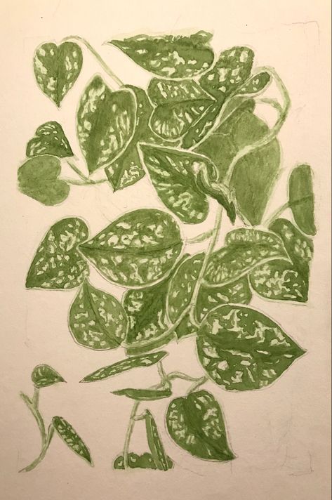 #watercolor #watercolorsketch #akvarel #pothos #houseplants #drawing #silverpothos #watercolorleaves #plantdrawing Houseplants Drawing, Houseplant Drawing, Silver Satin Pothos, Pathos Plant, Satin Pothos, Drawing Things, Pothos Plant, Wedding Invitation Inspiration, Creative Stuff