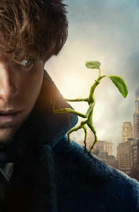 Pickett and Newt Newt Scamander, Newt