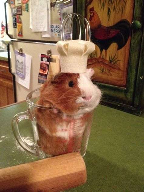 Doug the chef! Pig Pics, Guinea Pigs Funny, Funny Hamsters, A Hamster, Pet Guinea Pigs, Cute Guinea Pigs, Cute Small Animals, Silly Animals, The Chef