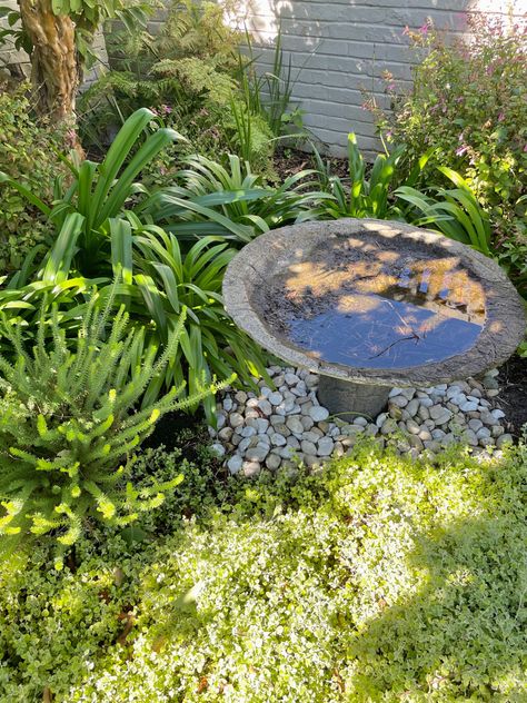 Bird Bath Pond, Bird Bath Aesthetic, Pond Pool, Bath Aesthetic, Farm Plans, Types Of Birds, Always Be Grateful, Garden Aesthetic, Aesthetic Flowers