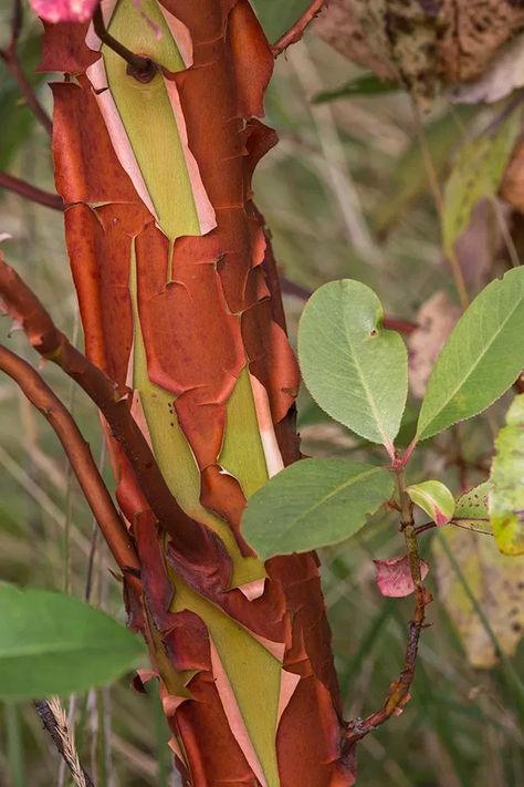 Pacific Northwest Native Plant Profile: Pacific Madrone (Arbutus menziesii) Madrone Tree, Oregon Native Plants, Northwest Native Plants, Arbutus Tree, Arbutus Unedo, Tree Branch Tattoo, Broadleaf Evergreen, Oregon Grape, Nature Connection