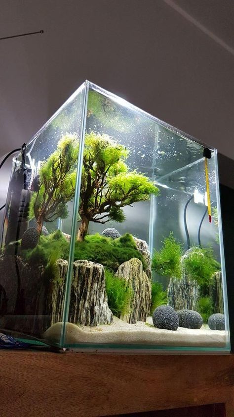 From Konrad Szajner Aquarium Organization Ideas, How To Build A Fish Tank, Pea Puffer Aquascape, Cool Aquarium Ideas Fish Tanks, Fresh Water Aquarium Design Fish Tanks, Planted Fish Tank Aquascaping, Idee Deco Aquarium, Fish Tank Ideas Decorations, Natural Aquarium Ideas