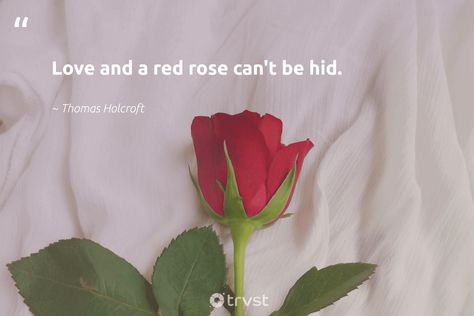 Quotes About Roses And Love, Quotes About Roses, Red Roses Quotes, Rose Flower Quotes, Rose Love Quotes, Happy Rose Day, Drawing Quotes Creativity, Rose Quotes, Quotes Creativity