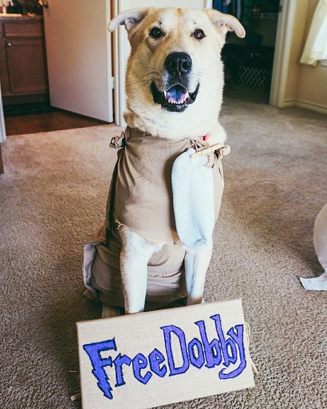 Dobby Dog Costume Dobby Dog Costume, Dog Harry Potter, Harry Potter Dog Costume, Hermione Halloween Costume, Dobby Costume, Harry Potter Themed Baby Shower, Harry Potter Dog, Harry Potter Costumes, Party Costume Ideas