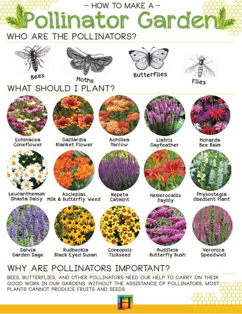 Native Pollinator Garden, Vegetable Garden Design Layout, Butterfly In The Sky, Preschool Bugs, Pollinator Garden Design, Flower Symbolism, Cozy Balcony, Prairie Planting, Bee Friendly Garden