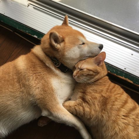 Ginger Kitten, Akita Dog, Shiba Inu Dog, Animals Friendship, Cat And Dog, Animal Friends, Sweet Animals, Dog And Cat, Cute Cats And Dogs