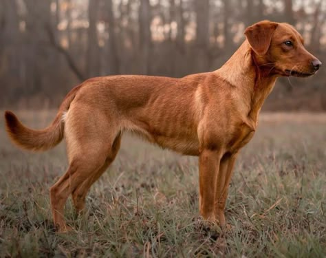 Working Labrador, Dog Side View, Red Fox Lab, Red Fox Labrador, Fox Labrador, Free Printable Pictures, Dog Pond, Dog Reference, Hunter Dog