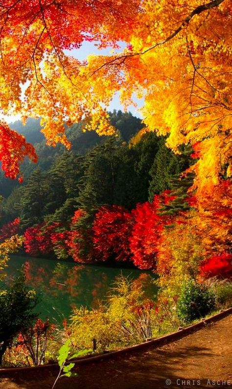 Hermosos colores! Fall Lovers, Autumn Wallpaper, Yamanashi, Japan Tattoo, בר מצווה, Okinawa Japan, Autumn Scenes, Autumn Scenery, Autumn Painting