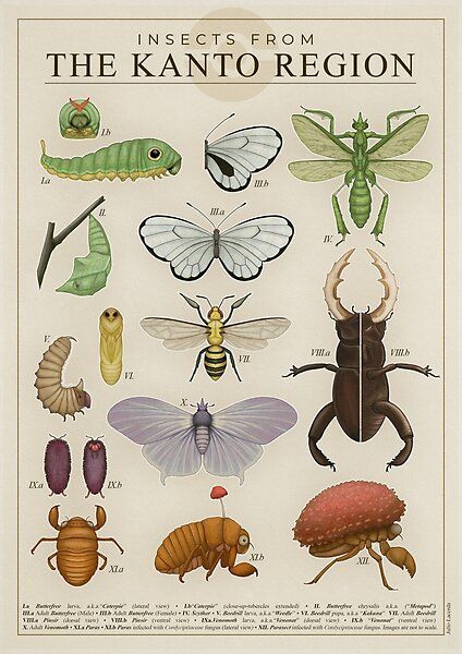 Insects from the Kanto Region by Julio Lacerda | Redbubble Fungi Images, Realistic Pokemon, Pokemon Realistic, Kanto Region, Pokemon Poster, Pokemon Fanart, Pokémon Stuff, Pokémon Art, Scientific Illustration