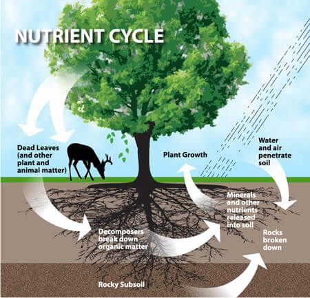 Chemical Cycling or Nutrient Cycling Sulphur Cycle, Gcse Geography Revision, Geography Revision, Grade 6 Science, Land Purchase, Nutrient Cycle, Trophic Level, Nitrogen Fixation, Nitrogen Cycle