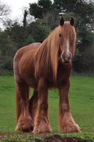 Omg lol. This horse looks like it's wearing fur bell bottoms. Red Shire Horse The Shire horse is an English draft horse that comes in many colors, including the red color shown here. They can stand as tall as 68 inches and are capable of bearing heavy loads. In the past, they were a popular choice for pulling wagons full of beer to be delivered to customers across England. Horse Beautiful, Red Chestnut, Shire Horse, Big Horses, Wooly Mammoth, Devon England, Majestic Horse, Lovely Creatures, All About Horses