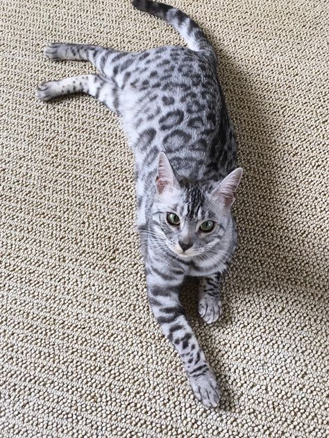 Bengal Cat Silver, Bangel Cats, Snow Bengal Cat, Silver Bengal Cat, Silver Bengal, Warrior Cats Oc, Cat Poses, Kitten Images, Cat Language