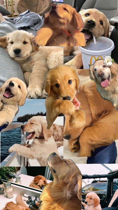 🫶🏻✨🐕🌼 Cute Dogs Wallpaper Iphone, Retriever Illustration, Golden Retriever Illustration, Dog Wallpaper Iphone, Cute Dog Wallpaper, Funny Puppies, Puppy Wallpaper, Super Cute Puppies, Cute Dog Photos