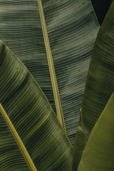 Banana Palm, Leaf Photography, Theme Nature, Leaf Texture, Plant Photography, Close Up Photography, Plant Aesthetic, Cool Backgrounds, Banana Leaf