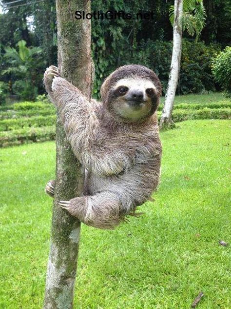 Visit SlothGifts.net for more funny sloth photos and videos Cute Sloth Pictures, Sloth Photos, Sloth Pictures, Cute Sloths, Three Toed Sloth, Sloth Life, Hanging Upside Down, Sloth Art, Talking Animals