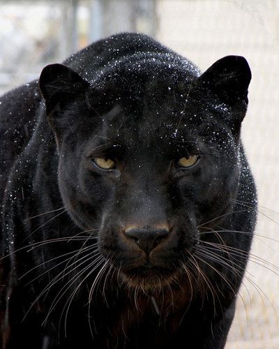 Jamma the black panther | VisitCOS | Flickr Black Panther Cat, Black Panther Tattoo, Disney Animal Kingdom, Panther Cat, Jaguar Animal, Black Jaguar, Black Panthers, Black Animals, Dog Tattoos