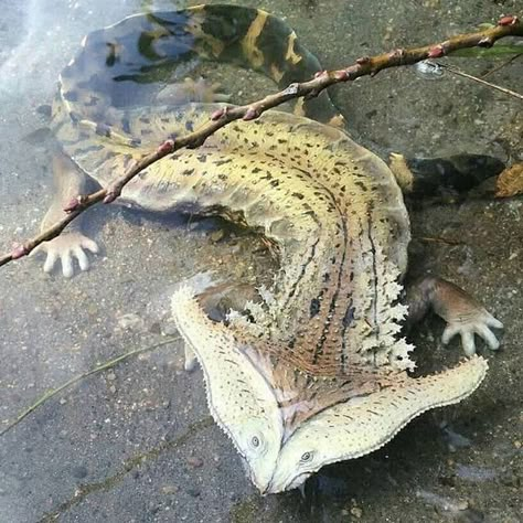 hammerhead salamander Creature Fantasy, Cute Reptiles, Interesting Animals, Cool Animals, Animal Reference, Unusual Animals, Pretty Animals, Animal References, Prehistoric Animals