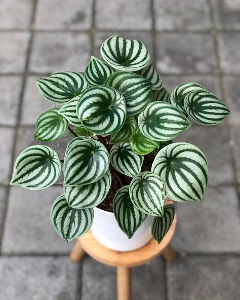 7 Tips for Growing Peperomia Plants - Garden Lovers Club Pretty House Plants, Watermelon Peperomia, Diy Leaf, Cat Safe Plants, Snake Plant Care, Foliar Spray, Peperomia Plant, Plant Goals, Orchid Bark