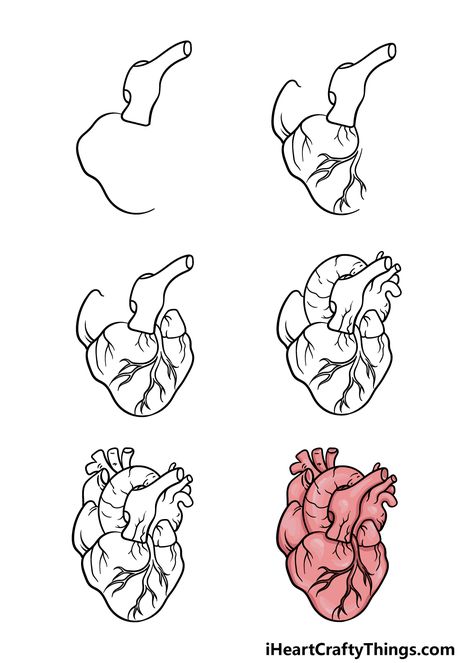 Draw A Heart Step By Step, Two Hearts Drawing, Human Heart Painting On Canvas, How To Draw A Real Heart, How To Draw Human Heart, Cute Anatomy Drawings, How To Draw A Heart Organ, Heart Drawing Color, Human Heart Drawing Easy