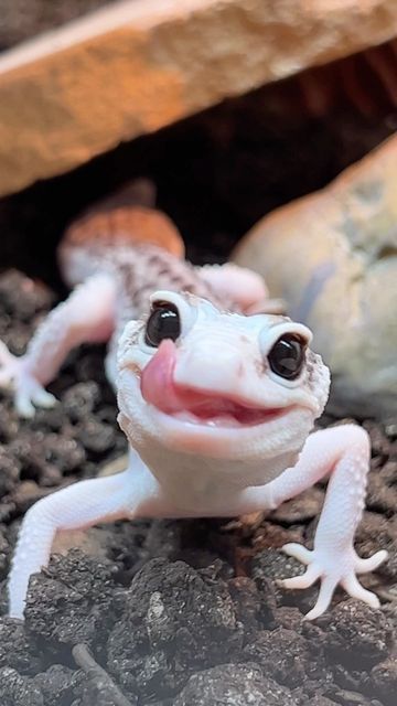 Colorful Lizards, Cute Gecko, Pet Lizards, Cute Lizard, Cute Reptiles, Cute Small Animals, Leopard Gecko, Reptiles Pet, Super Cute Animals