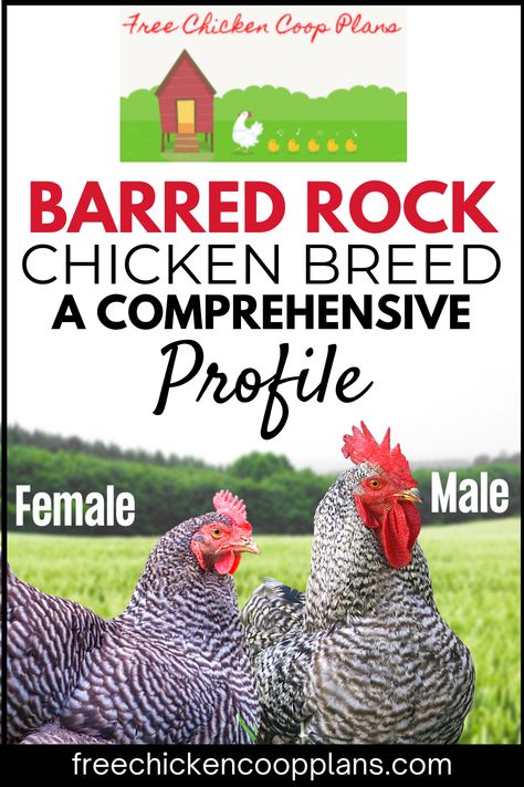 Barred Rock Chickens are a common chicken breed, and for good reason! They're gorgeous, dual purpose chickens with a great disposition. Read the article to learn more and decide if this is the breed for you. Barred Rock Chickens Eggs, Dual Purpose Chickens, Chicken Pen Ideas, Barred Rock Rooster, Barred Plymouth Rock Chickens, Barred Rock Chickens, Garden Chicken Coop, Plymouth Rock Chicken, Leghorn Chickens