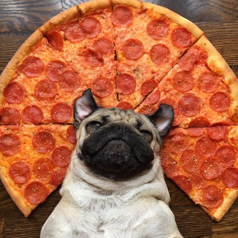 Doug The Pug, Baby Pugs, Pizza Funny, Funny Animal Photos, Pug Puppies, Pugs Funny, A Pug, Cute Pugs, The Pug