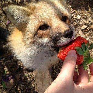 Fox Eat, Fox Therian, Cute Foxes, Fox Pictures, Animal Icon, Pet Fox, Pretty Animals, Favorite Animals, Silly Animals