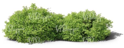 two cut out ordinary small bushes Plants Cutout, Tree Psd, Shrubs For Landscaping, Tree Cut Out, Tree Photoshop, Plant Png, Landscape Design Drawings, Tree Plan, Tree Textures