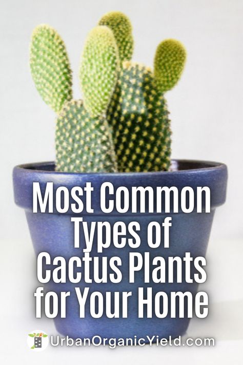 Types Of Cactus Plants Houseplant, Growing Cactus Outdoors, Growing Cactus From Clipping, Different Types Of Cactus Plants, House Cactus Plants, Cactus Types Chart, Types Of Cactus Plants Names, Cactus Indoor Plant, Cactus Care Indoor