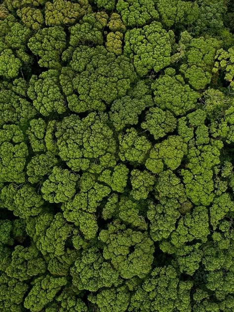 A view of crown shyness New Topographics Photography, Canopy Of Trees, Forest Birds Eye View, Trees From Above, Forest From Above, Crown Shyness, Forest Building, Canopy Trees, Tree Top View