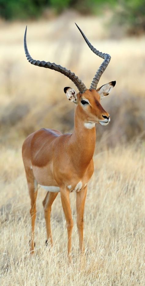 Aesthetic Deer, Deer Aesthetic, South African Animals, African Animals Photography, Wild Wonder, Deer Photography, Aesthetic Animals, Animal Photography Wildlife, Animal Aesthetic