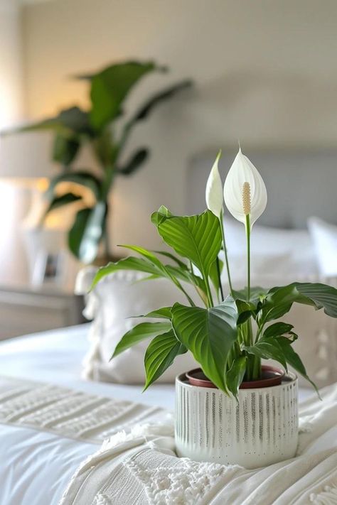 How To Divide A Peace Lily: Plant Propagation Peace Lily In Bedroom, Peace Lily Care, Peace Plant, Peace Lily Plant, Lily Plant, Live Indoor Plants, Architectural Landscape, Lily Plants, Plant Propagation