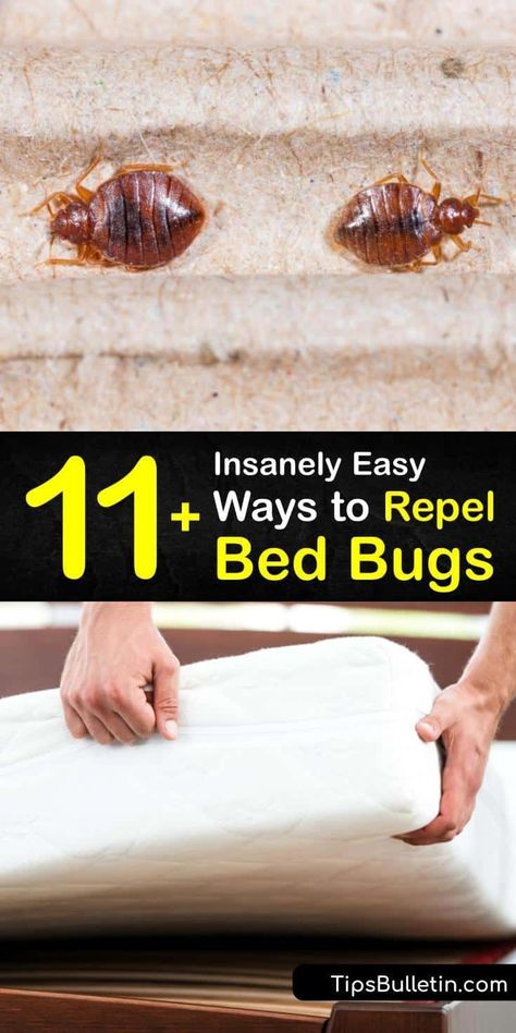 Bed Bug Prevention, How To Prevent Bed Bugs, Bed Bugs How To Get Rid Of Diy, Bedbugs Get Rid Of, Kill Bed Bugs Fast, How To Kill Bed Bugs, Diy Bed Bug Spray, How To Get Rid Of Bed Bugs Fast Diy, Bed Bugs How To Get Rid Of Fast