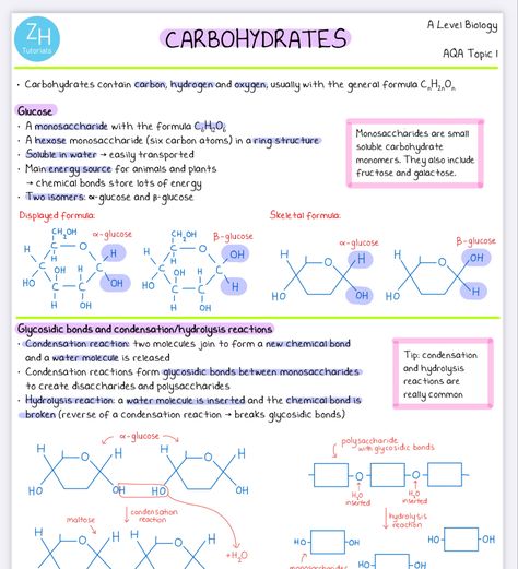 Ocr Biology A Level, Biology Carbohydrates Notes, Alevel Bio Notes, Btec Applied Science Level 3, Carbohydrates Notes Biology, As Level Biology, Gcse Biology Revision Notes Edexcel, A Level Biology Notes Aqa, Ocr A Level Biology Notes