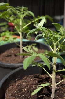 Growing Black Krim tomatoes in pots Black Krim Tomato, Growing Tomatoes In Pots, Tomatoes In Pots, Tomatoes In Containers, Tomato Farming, Growing Tomatoes In Containers, Grow Tomatoes, Green Stuff, Growing Tomatoes