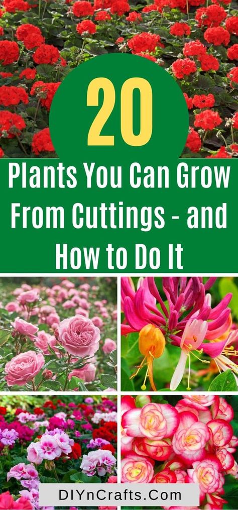 Save money and grow these brilliant plants and flowers from cuttings easily. With instructions and expert tips! Check them out now. Grow From Cuttings, Plant Stand Indoor, New Roots, Patio Decorating Ideas, Easy Plants, Plant Cuttings, Replant, Plants And Flowers, Propagating Plants