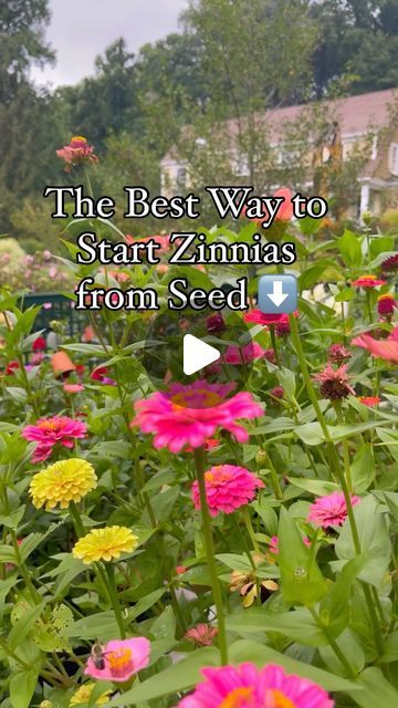 Stacy Ling | Garden and Home on Instagram: "So you want to grow zinnias this year but aren’t sure how to do it? There are two ways to get your zinnia journey rolling: starting seeds indoors or sowing them directly outside. And deciding whether to sow zinnia seeds indoors or directly outdoors depends on a few things. So consider these factors carefully. 🌸 Your Climate🌼 🌸Cooler climates: Starting zinnia seeds indoors allows you to get a head start on the season and enjoy earlier blooms sooner. This is especially beneficial in areas with short growing seasons. 🌸Warmer climates: Direct sowing zinnia seeds is perfectly feasible as long as the threat of frost has passed. It’s easier to do and requires less equipment, making it ideal for warmer regions. Your Personal Preferences🌼 🌸Convenien How To Grow Zinnias, Planting Zinnias From Seed, Zinnias Garden Ideas, Starting Seeds Outdoors, Backyard Flowers Beds, Zinnia Seeds, Zinnia Garden, Starting Seeds, Starting Seeds Indoors