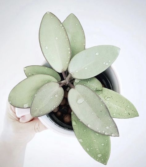 Water Plants Indoor, Silver Plant, Plant Goals, Plants Are Friends, Low Light Plants, House Plants Decor, Pretty Plants, Plant Collection, Silver Lining