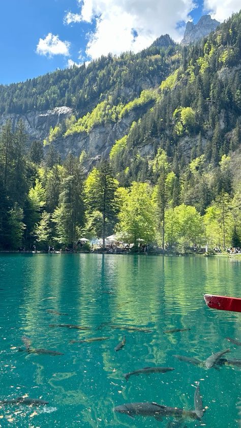 Switzerland Nature Landscapes, Blausee Switzerland, Switzerland Wallpaper, Switzerland Landscape, Switzerland Aesthetic, Switzerland Nature, Switzerland Photography, Desert Tortoise, Nature Table