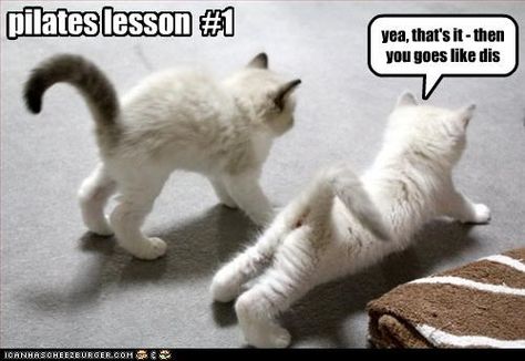 Pilates meme Animal Captions, Two Kittens, Cat Tips, Tabby Cats, Cat Yoga, Cat Pose, Kittens Funny, Cat Quotes, Kitty Cats